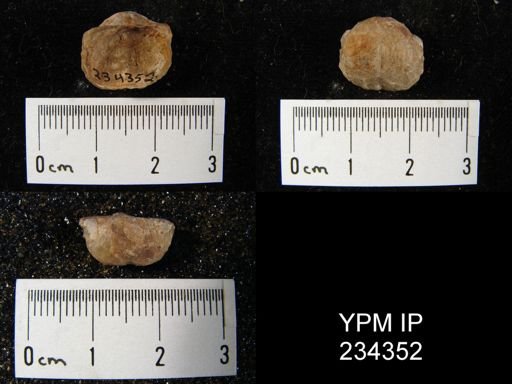 Marginifera wabashensis