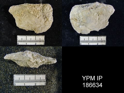 Derbyoides nebraskensis