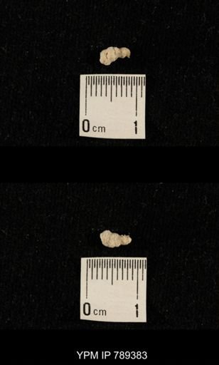 undet. Bryozoa
