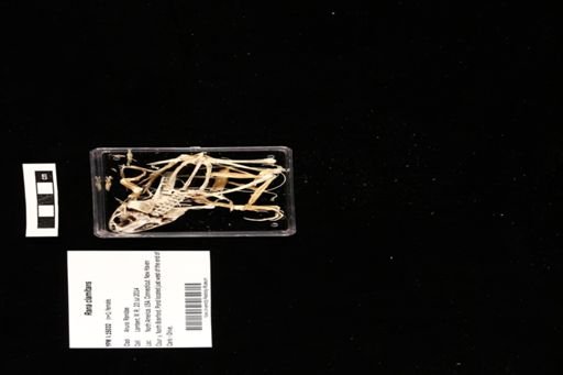 Rana clamitans