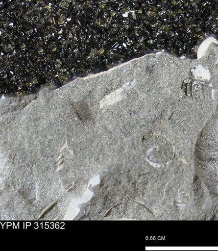 undet. Mollusca