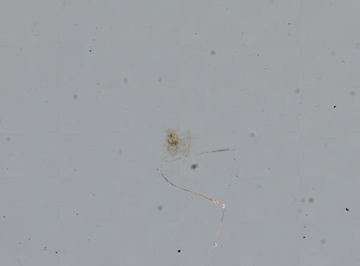 Somatogyrus aureus