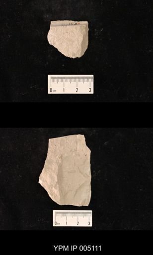 Archescytina permiana