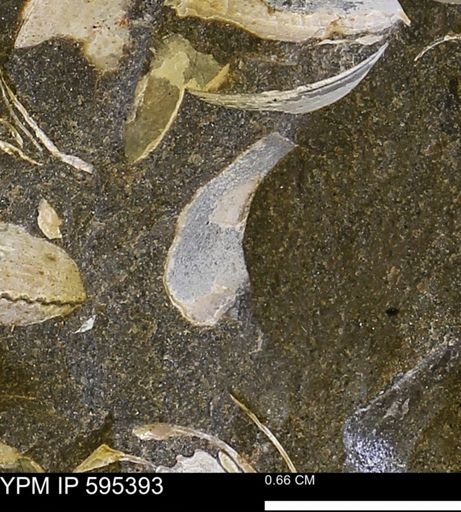 Protocardia sp.