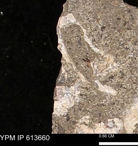 Scaphites sp.
