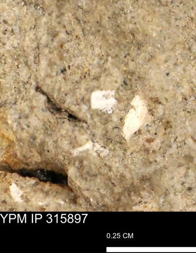 undet. Mollusca
