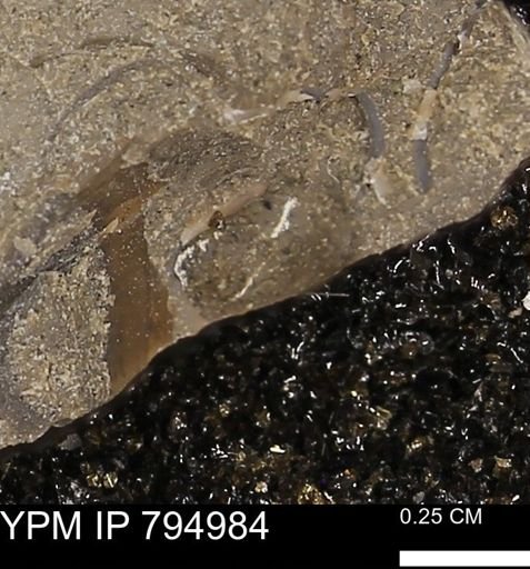 undet. Bivalvia