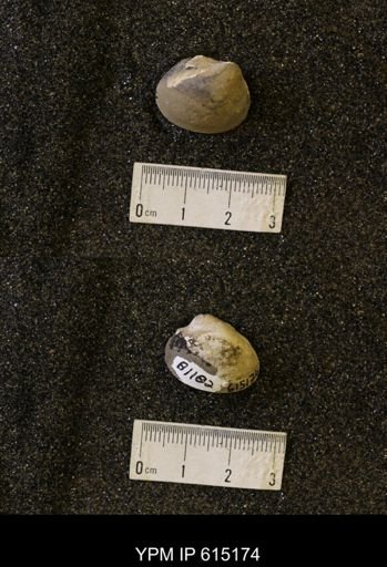 Cucullaea sp.