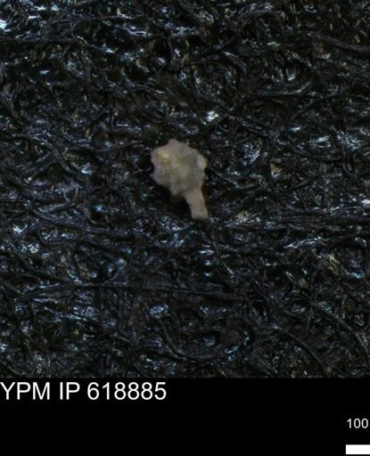 undet. Foraminiferida