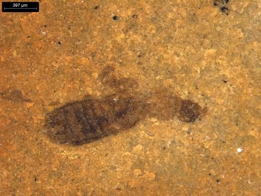 taxon undetermined
