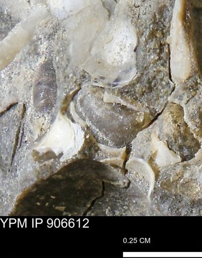 undet. Mollusca