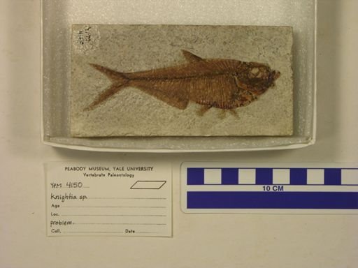 Knightia sp.