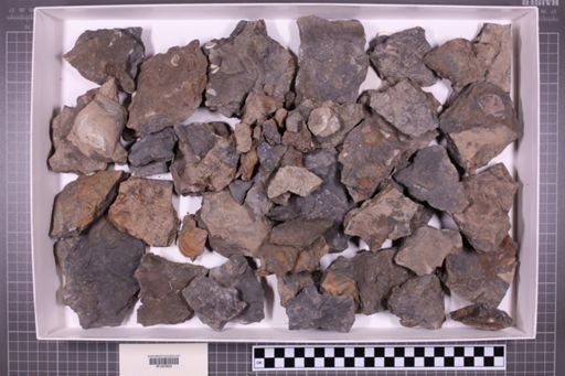 mixed taxa, stratigraphic collection