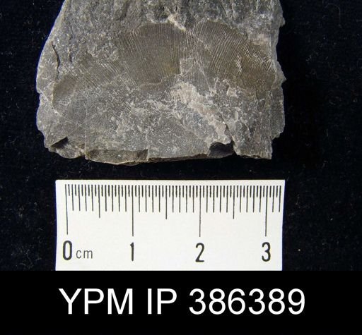 Strophodonta sp.