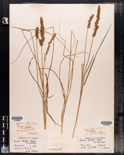 Carex stipata