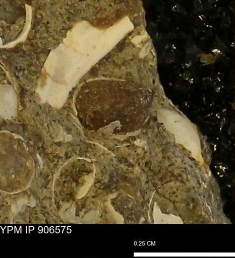 undet. Bivalvia