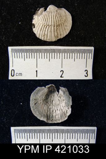 Tropidoleptus sp.