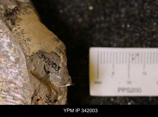 undet. Scaphitidae