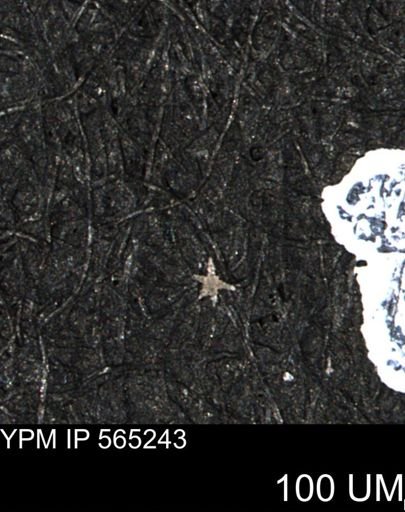 undet. Porifera