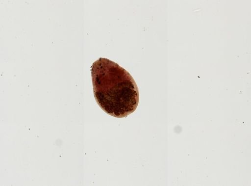 Prosthodendrium naviculum