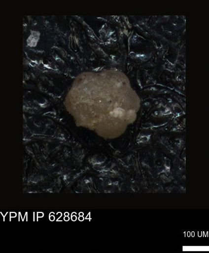 undet. Foraminiferida