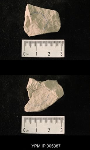 Delopterum dunbari