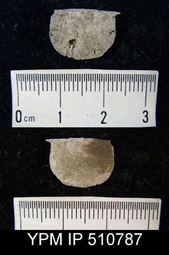 undet. Amphistrophiidae