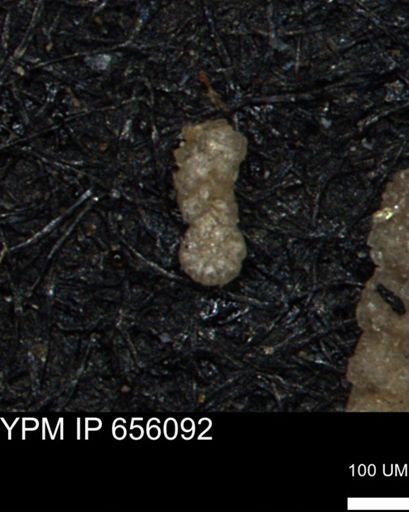 Ammobaculoides whitneyi