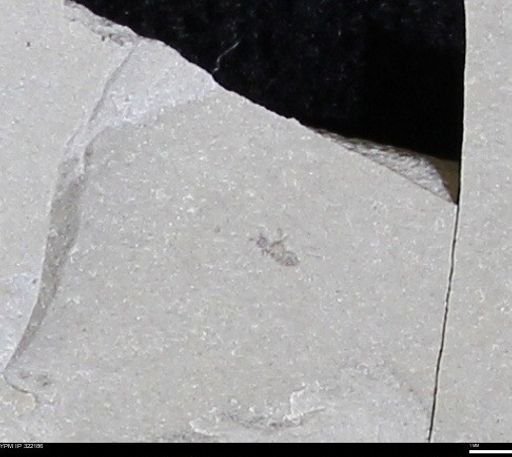 undet. Insecta