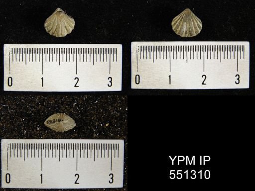 Camarotoechia whitei
