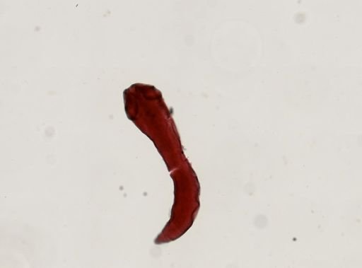Eucestoda