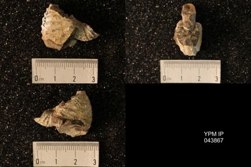 Hoploscaphites nicolletii
