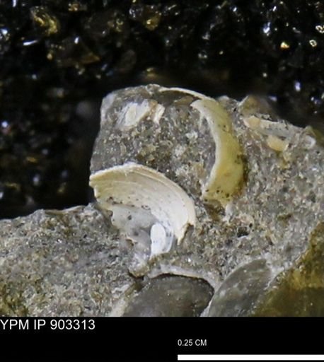 undet. Bivalvia