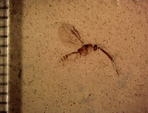 undet. Hymenoptera