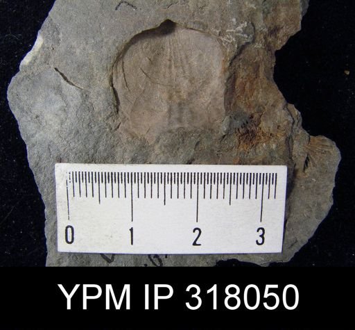 Leiorhynchus sinuatum