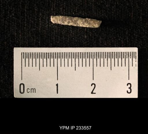 Archaeocidaris sp.