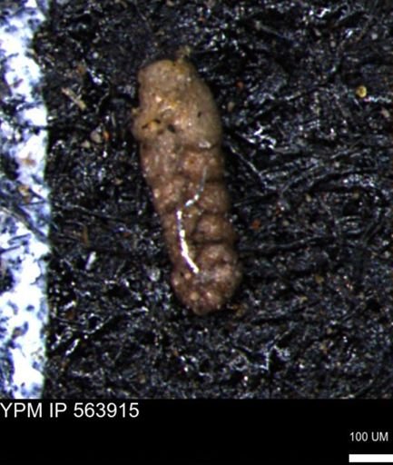 Ammobaculites euides