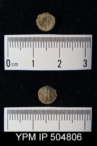 Atrypina imbricata