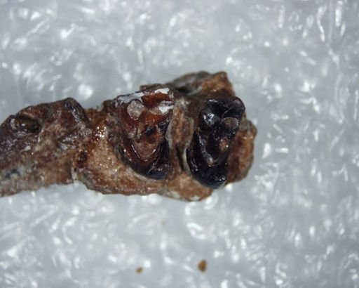 Aphronorus cf. fraudator