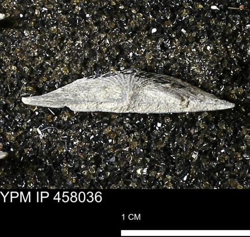 Strophodonta sp.