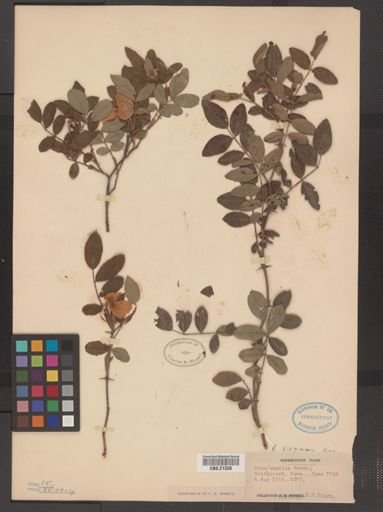 Rosa virginiana
