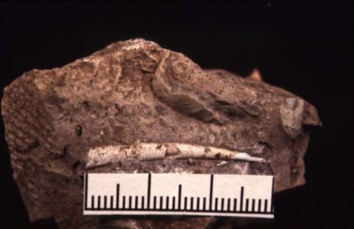 Coleolus tenuicinctum
