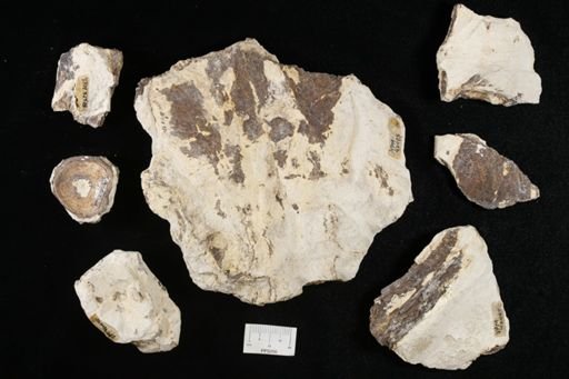 undet. Actinopterygii