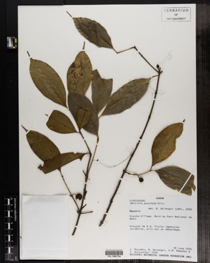 Plantae