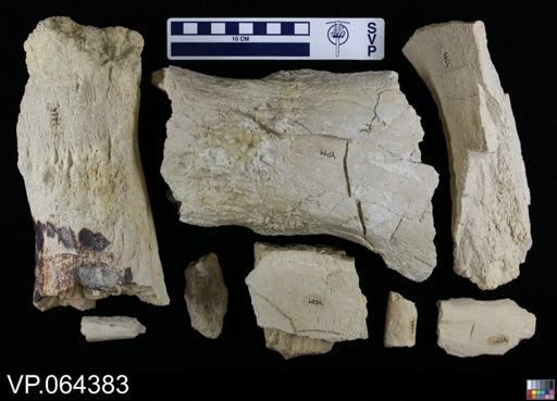 undet. Plesiosauridae