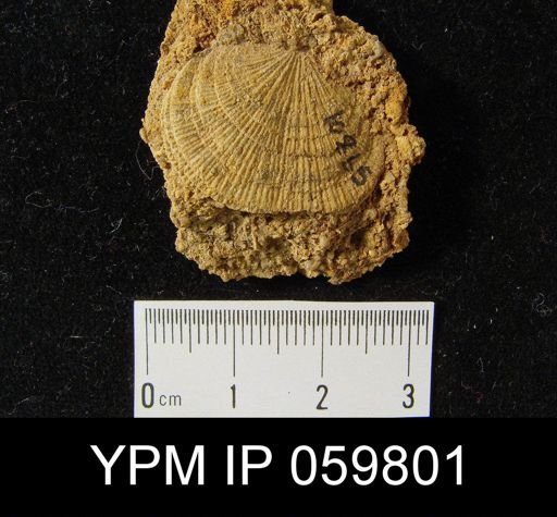 Dalmanella planiconvexa
