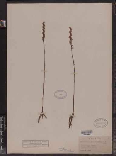 Spiranthes gracilis