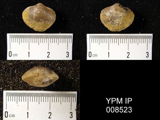 Cleiothyridina royssii