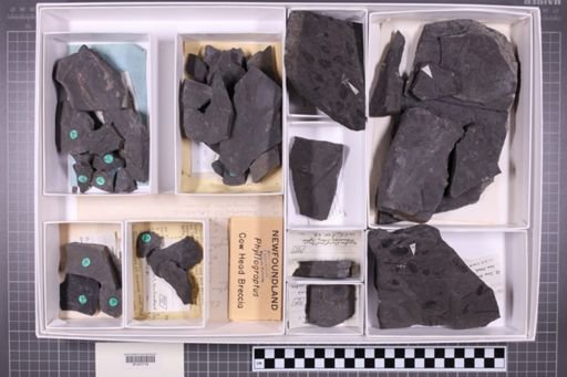 mixed taxa, stratigraphic collection