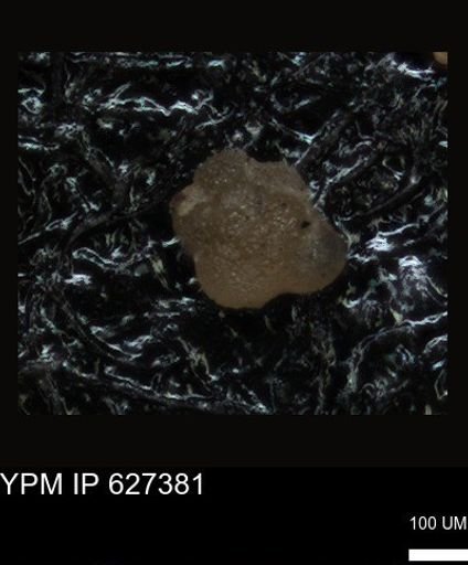 undet. Foraminiferida